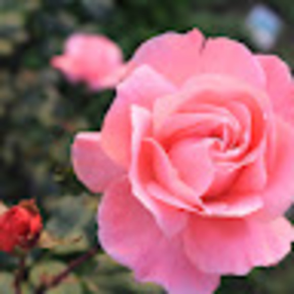 Meet your Posher, Garima - Picture 1 of 1